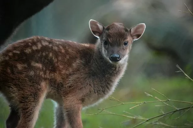 Endangered deer born at Chester Zoo